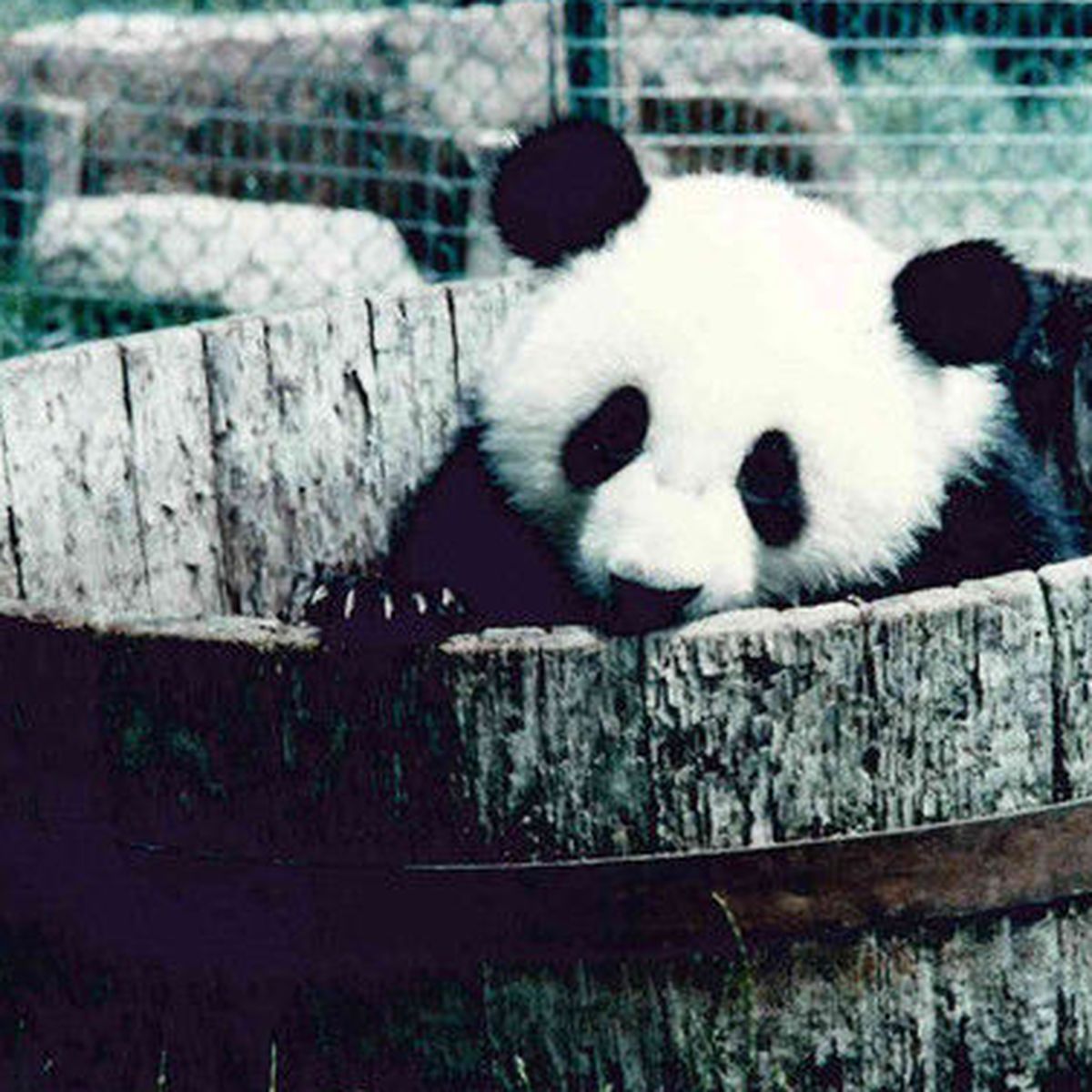 Récord de nacimiento de osos panda en China