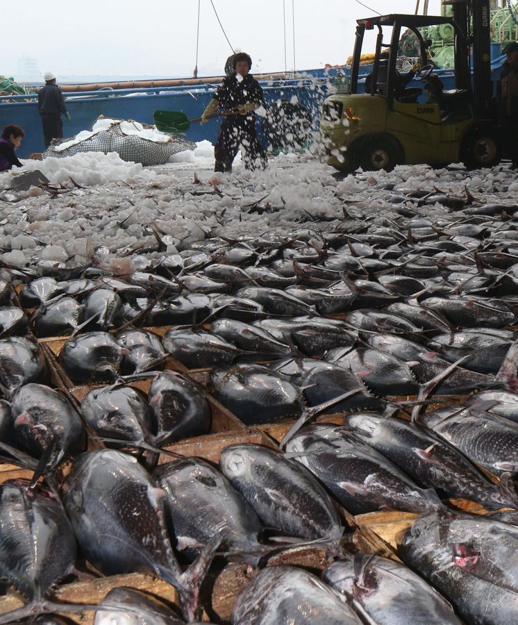 Foto: Gran pesca de atún (Efe)