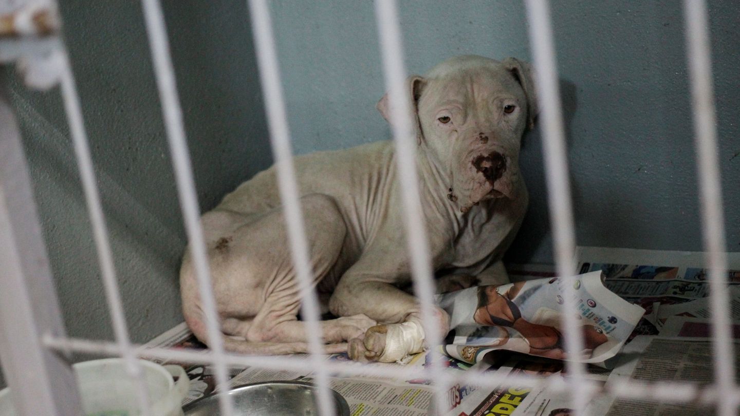 Se piden penas más duras para luchar contra el abuso, la tortura y el abandono animal. Reuters