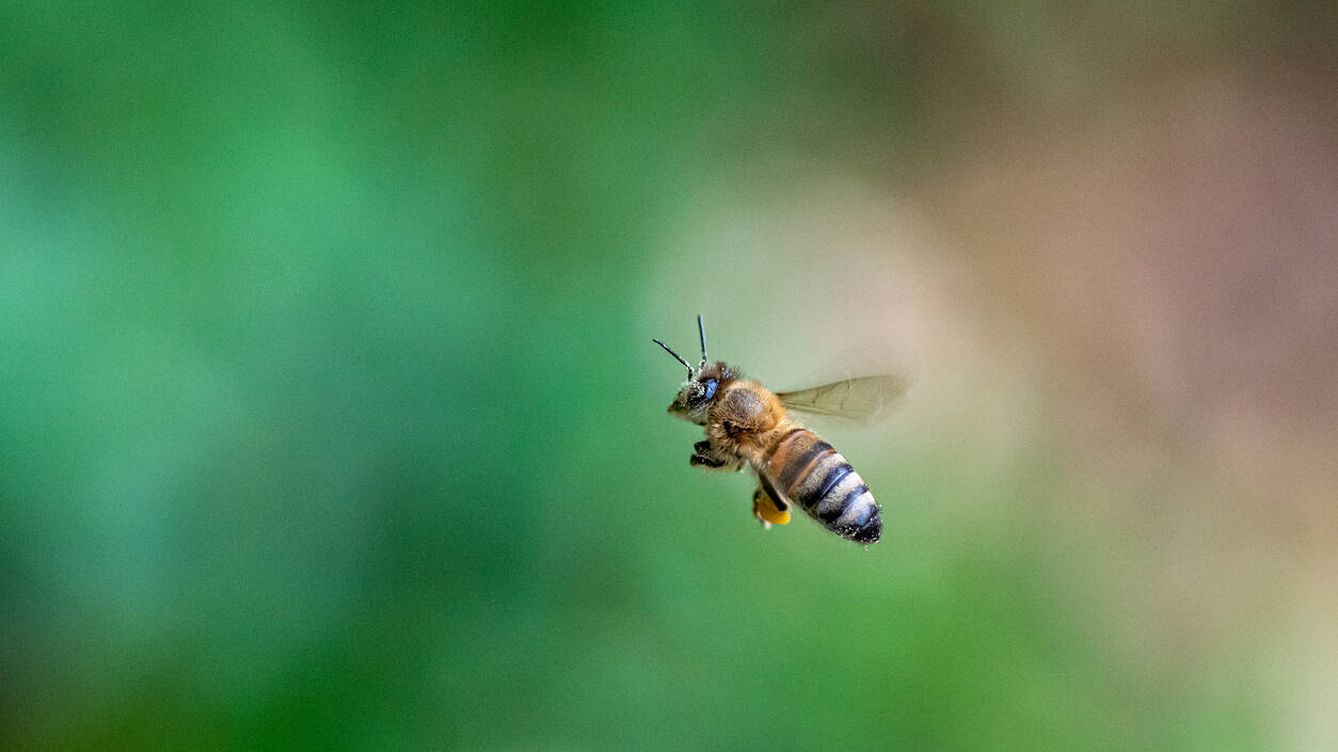 Se alquilan abejas para polinizar los campos españoles