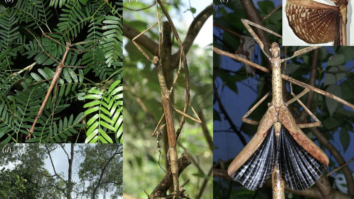 Anchiale robusta en su hábitat (Jones et al., Entomología Austral , 2026)