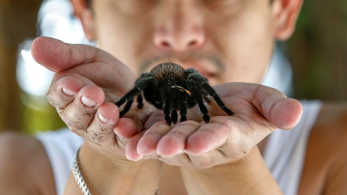 El veneno de la araña de pájaro china podría ser clave para luchar contra el dolor