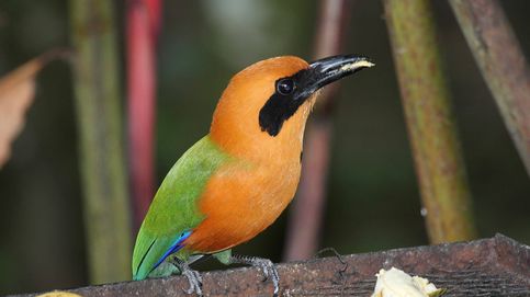 Cómo el cambio climático está cambiando a los pájaros de la selva amazónica