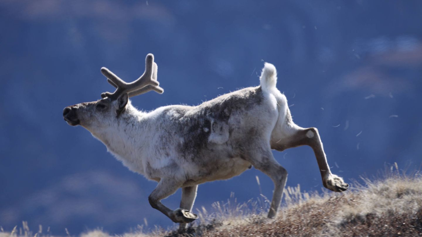 Caribou, una especie de reno (Eric Post, UC Davis)