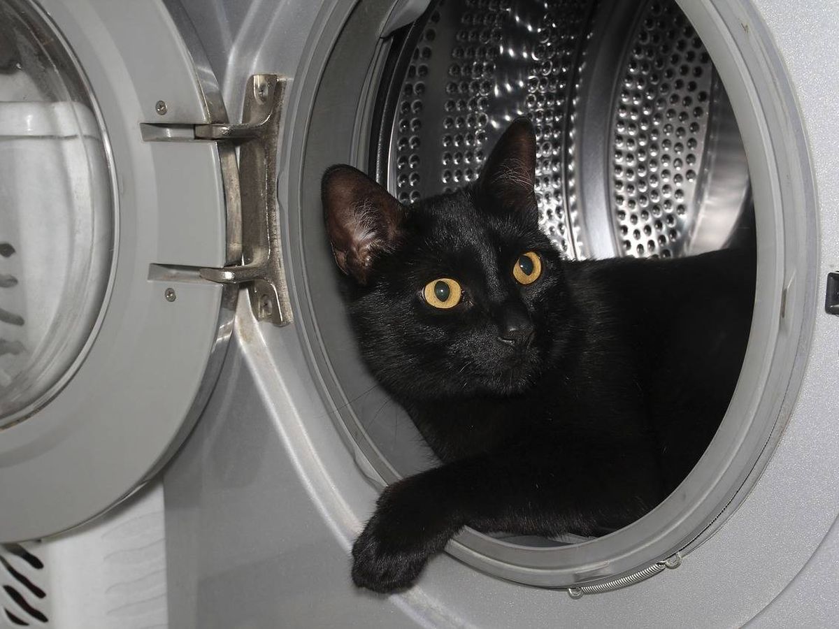 Foto: La gata de Courtney se coló en la lavadora cuando nadie miraba y se escondió entre la ropa sucia (Foto: Pixabay)