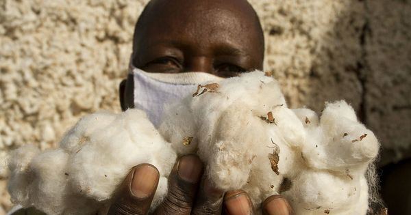 Foto: Un trabajador sostiene un puñado de algodón. (Foto: Kike Gómez)