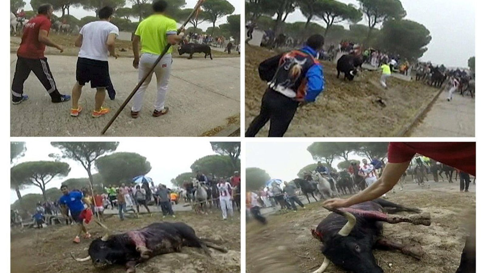 Foto: Imágenes de la muerte de Rompesuelas, el último Toro de la Vega. (EFE)