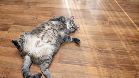 ¿Tu gato es obeso? Descubre cómo ayudarle a perder peso