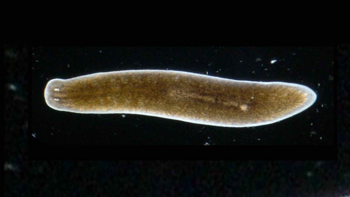 La planaria, el gusano inmortal: regenera los órganos que pierde y no envejece