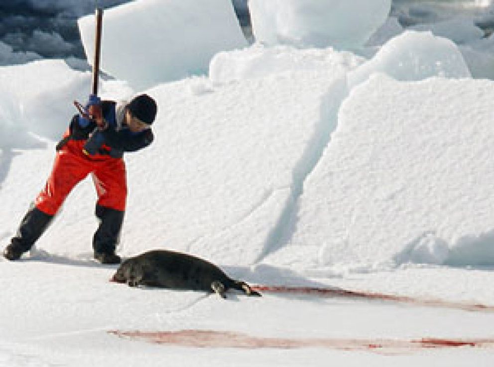 Foto: Pescadores canadienses inician la caza de 280.000 focas