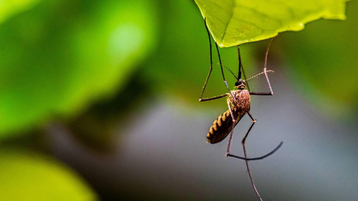 Las sequías extremas y la epidemia de dengue en Brasil que está por llegar