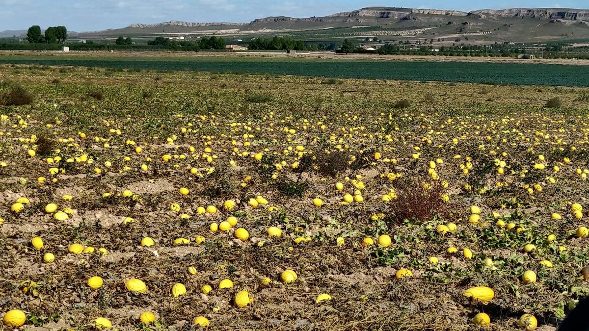 Cuatro millones de melones abandonados o cómo se despilfarra el agua en España