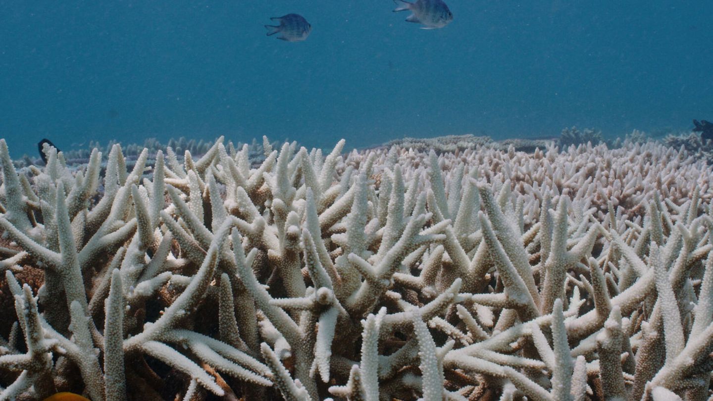 La Gran Barrera de Coral está amenazada de muerte por la acidificación. (EFE/Grumpy Turtle)