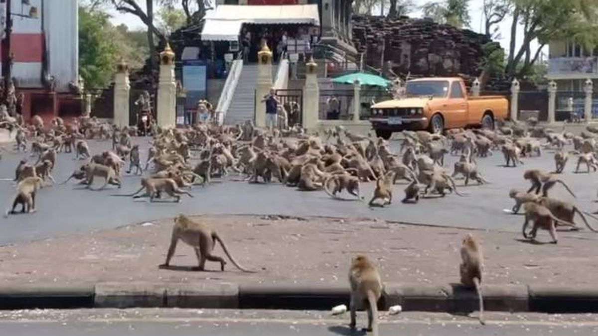 Estalla una batalla de monos en Tailandia por comida ante la falta de turistas
