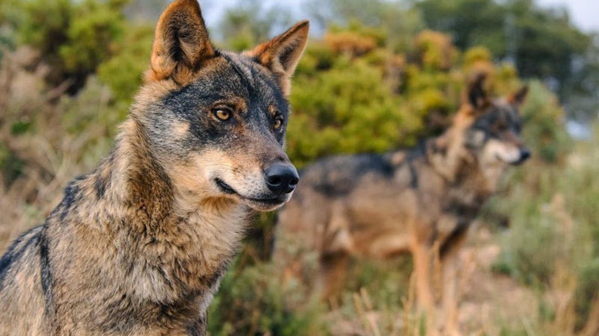 La protección del lobo desata las protestas al norte del Duero
