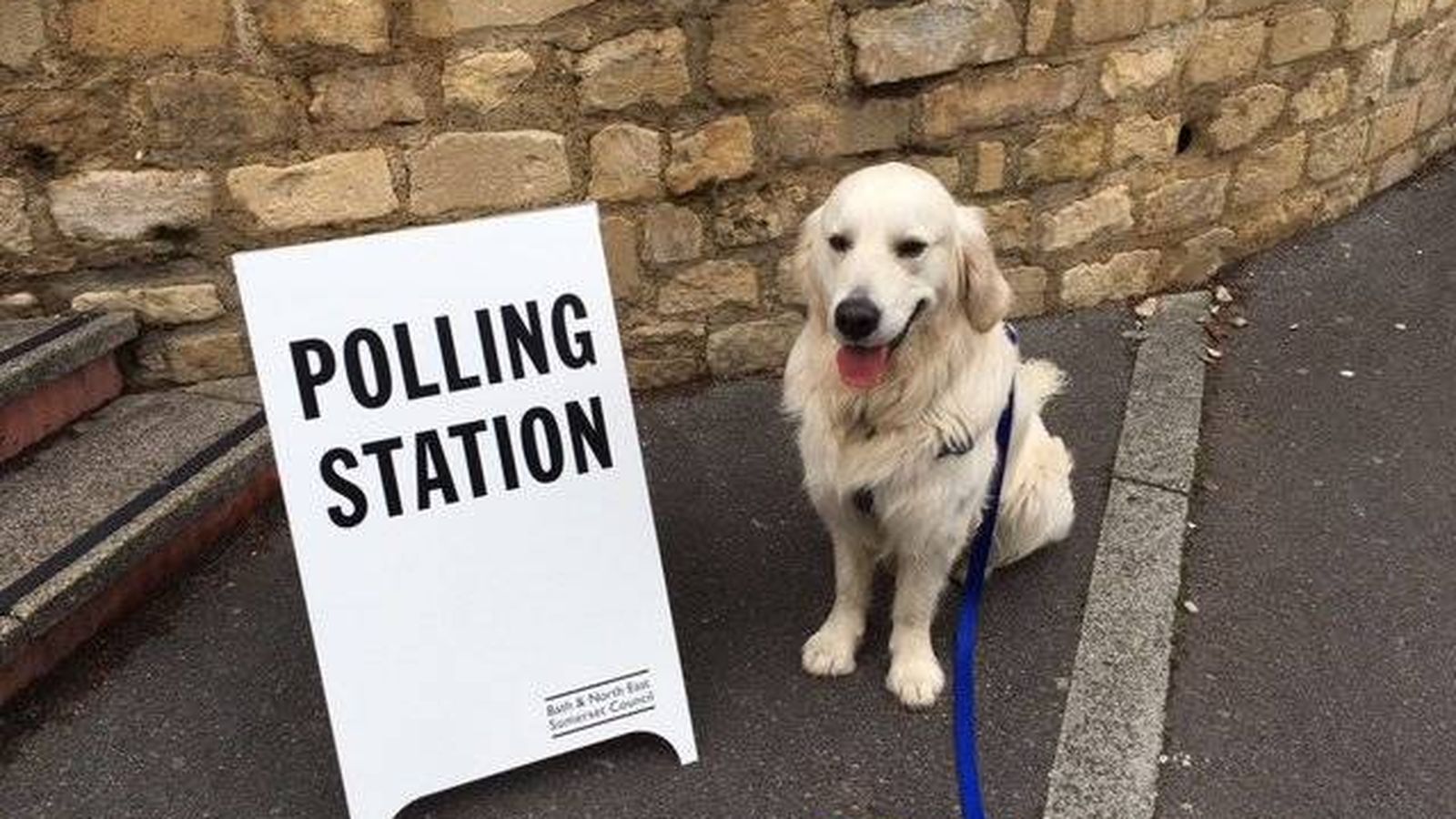 Foto: Un perro espera a su dueño a las puerta de un colegio electoral en Reino Unido. (Foto Twitter @stokenichols)