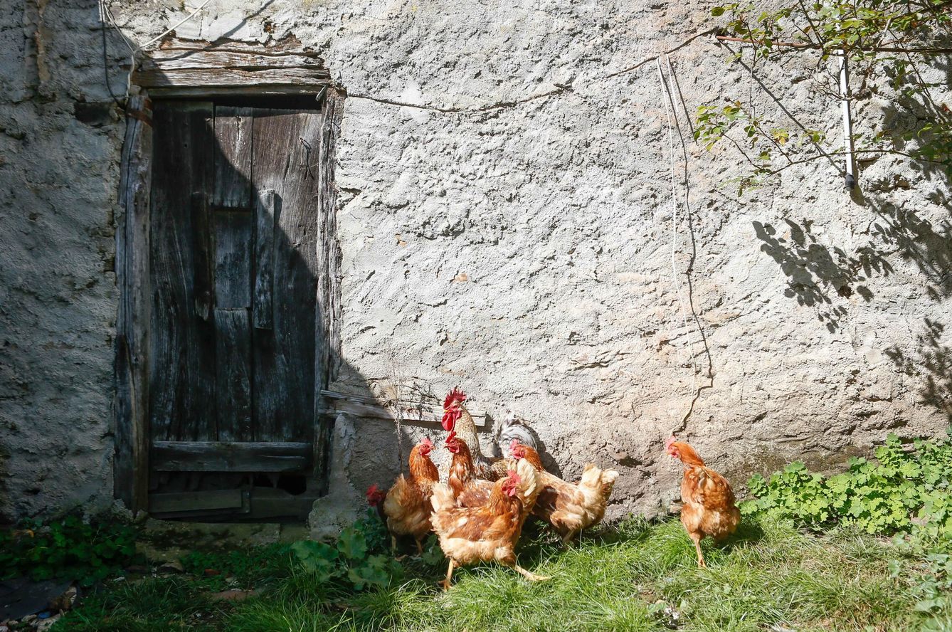 Varias gallinas y un gallo en un corral de Bóveda, Lugo. (Europa Press/Carlos Castro)