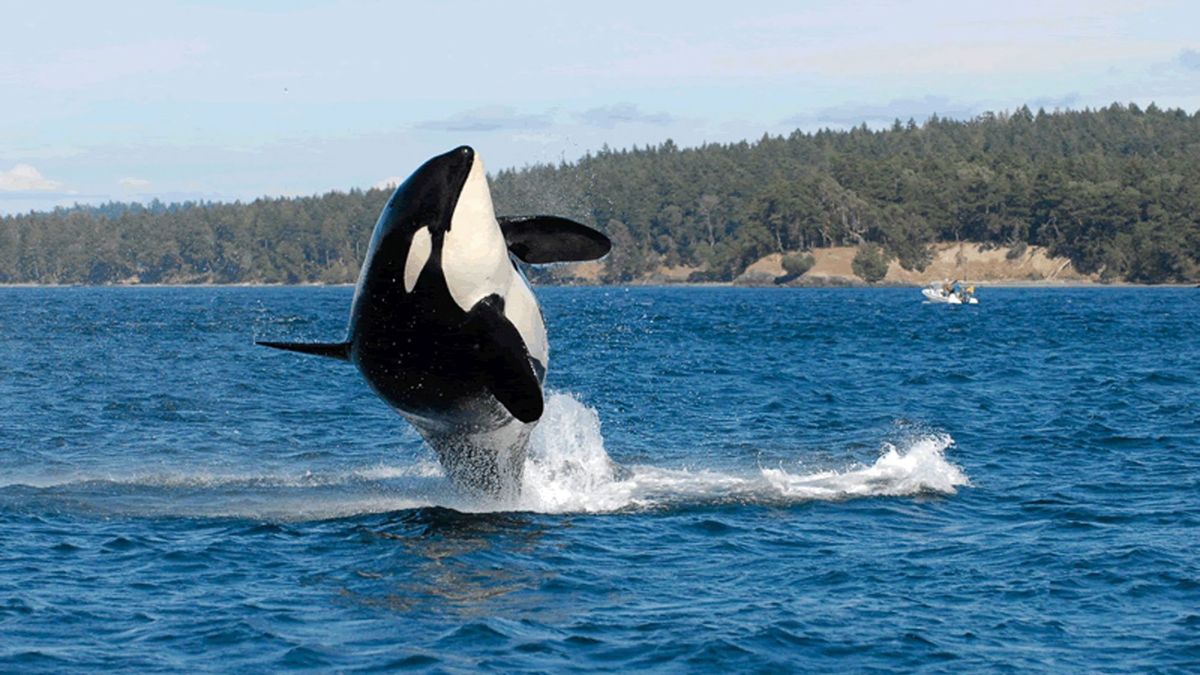 White Gladis: la orca traumatizada que ha hundido cuatro barcos en menos de dos años