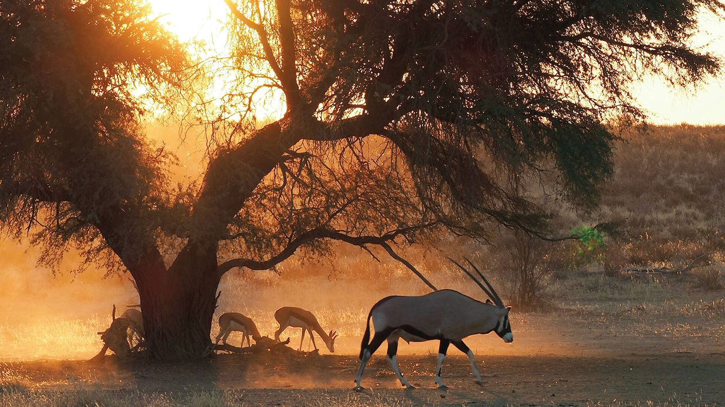 Un oryx paseando entre otros antílopes. (A. C.)