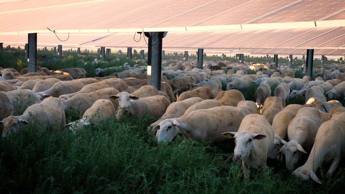 Alcachofas, ovejas y aves esteparias: así es el corredor ecológico de la planta fotovoltaica de Totana
