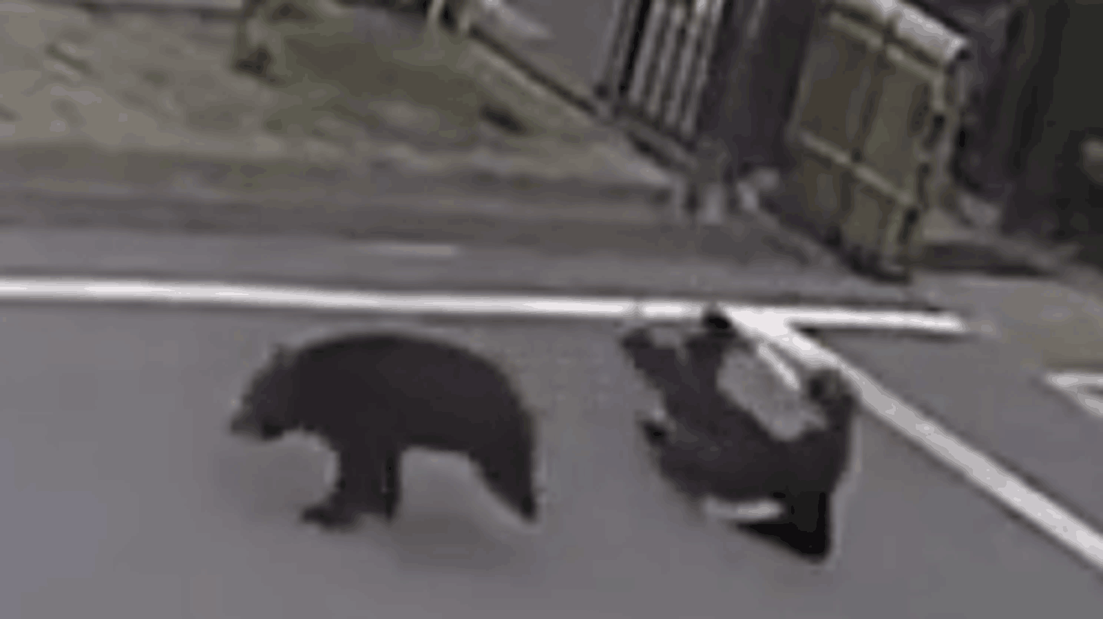 Japón, en vilo por un oso "extremadamente inteligente": ha herido a cuatro personas y huido del operativo diseñado para capturarle