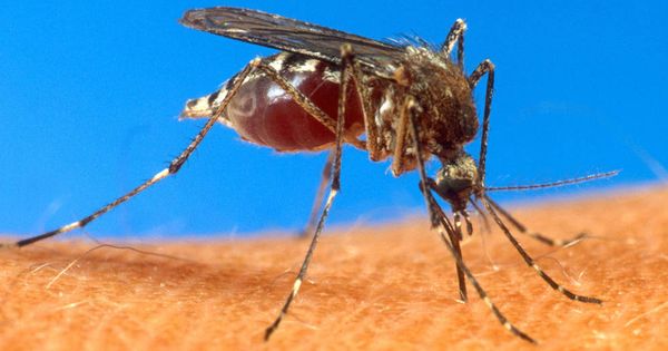 Foto: El olor corporal es el principal radar de los mosquitos para localizar a sus víctimas. (Gtres)