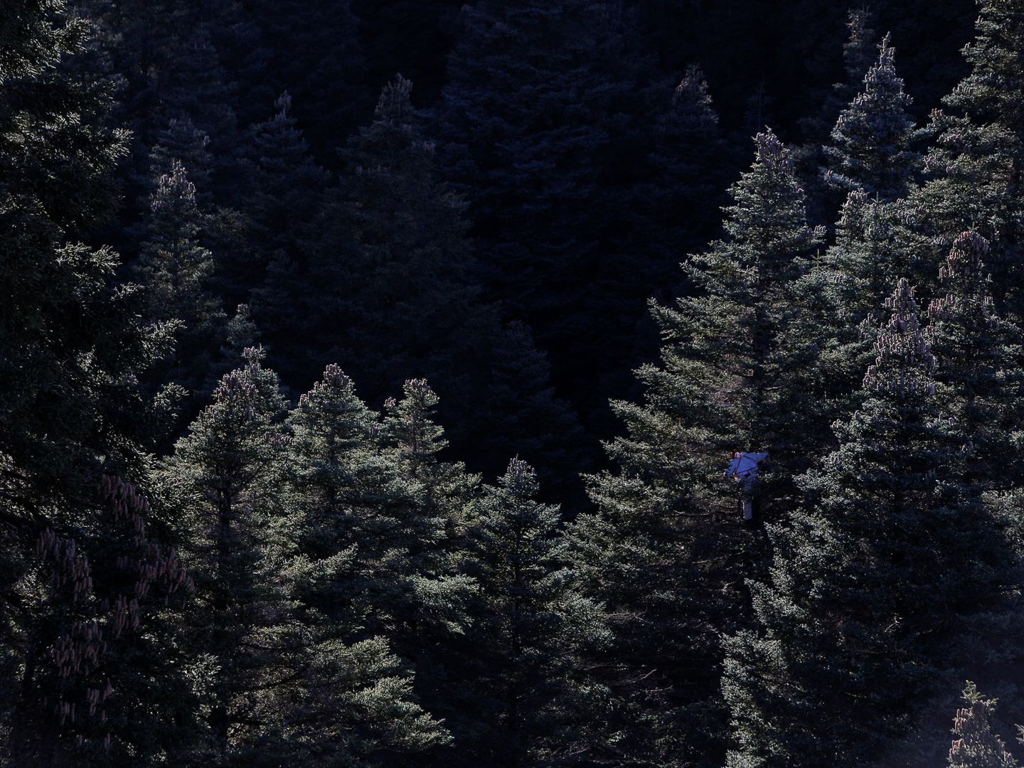 Recolección de piñas de pinsapo en la Sierra de las Nieves. (Reuters)