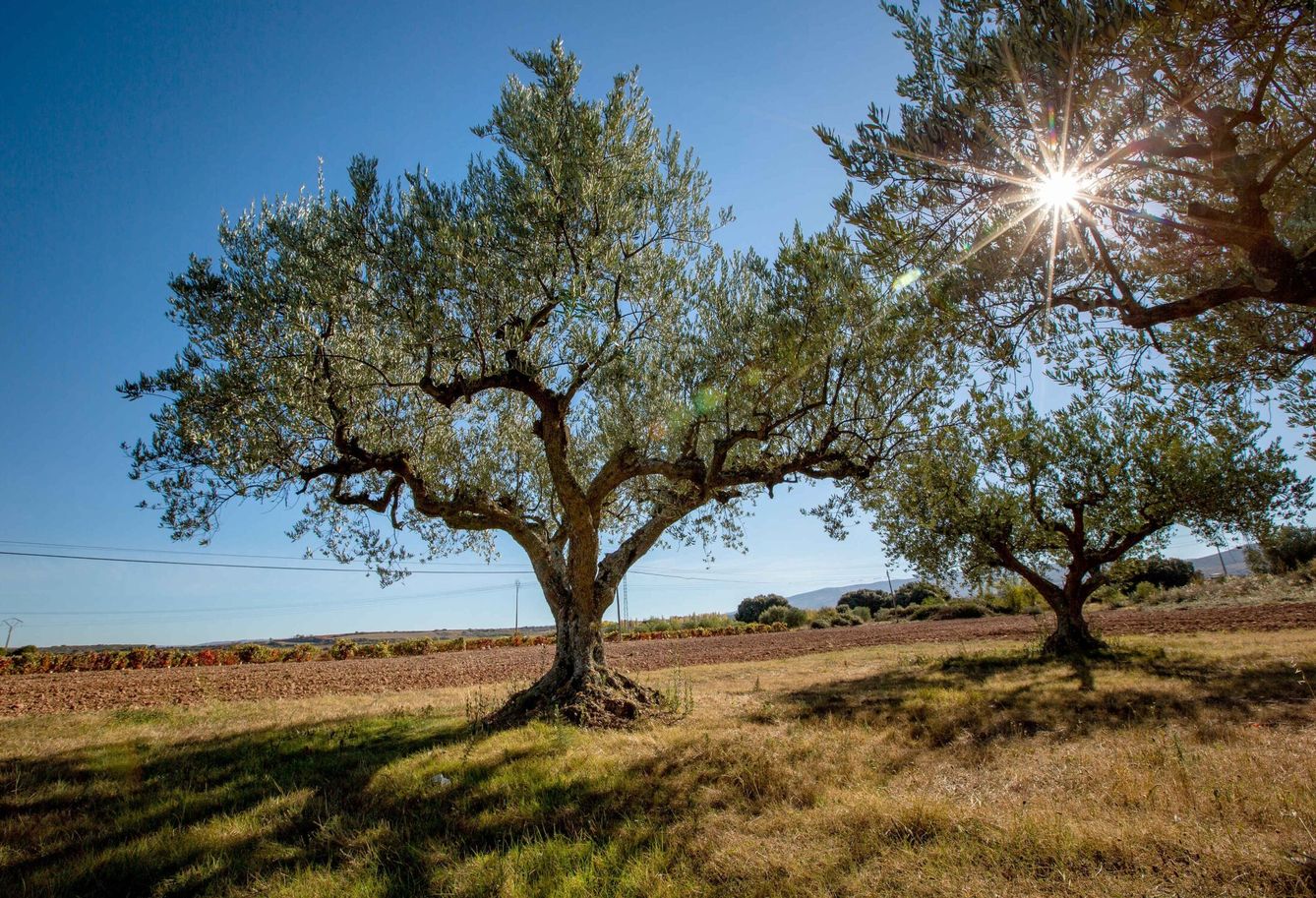 El cultivo tradicional del olivo fomenta la biodiversidad (EFE/R. Manzanares)