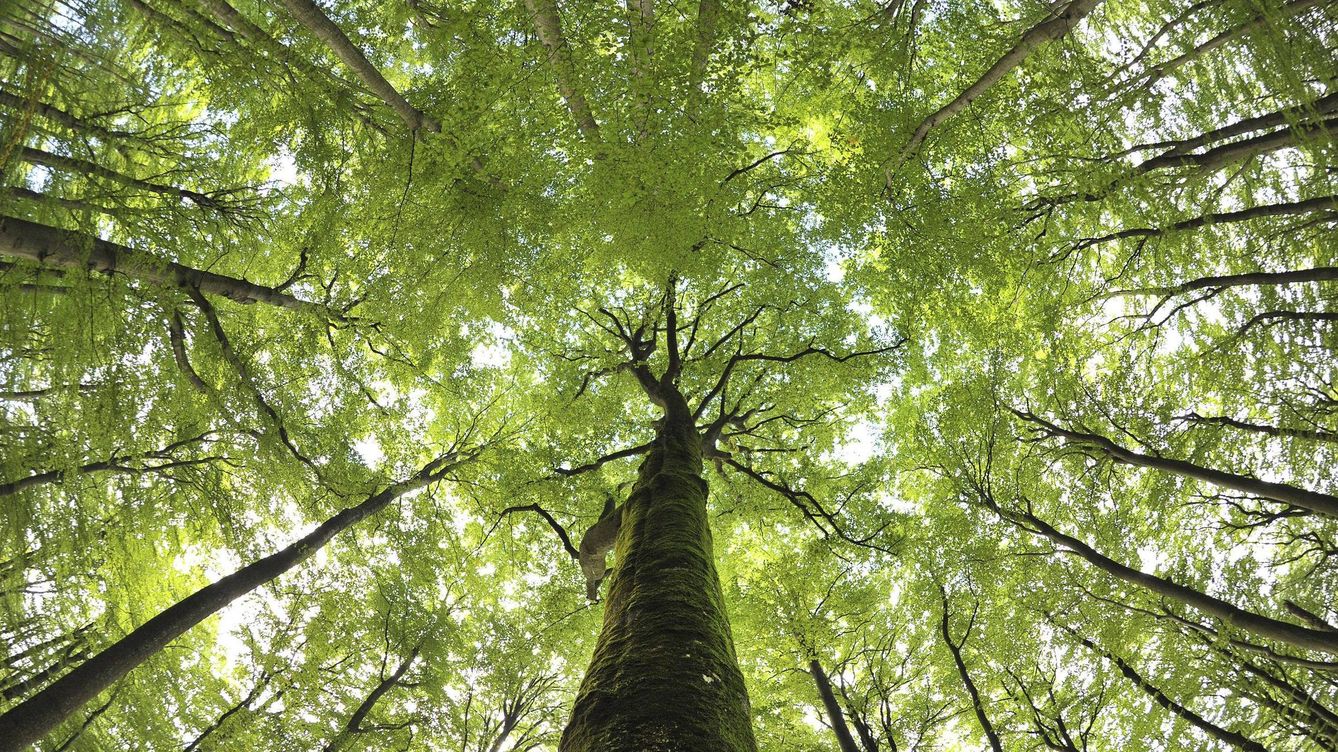 Foto: La gestión forestal sostenible favorece la biodiversidad y contribuye a la acción climática (EFE/D.Ebener)