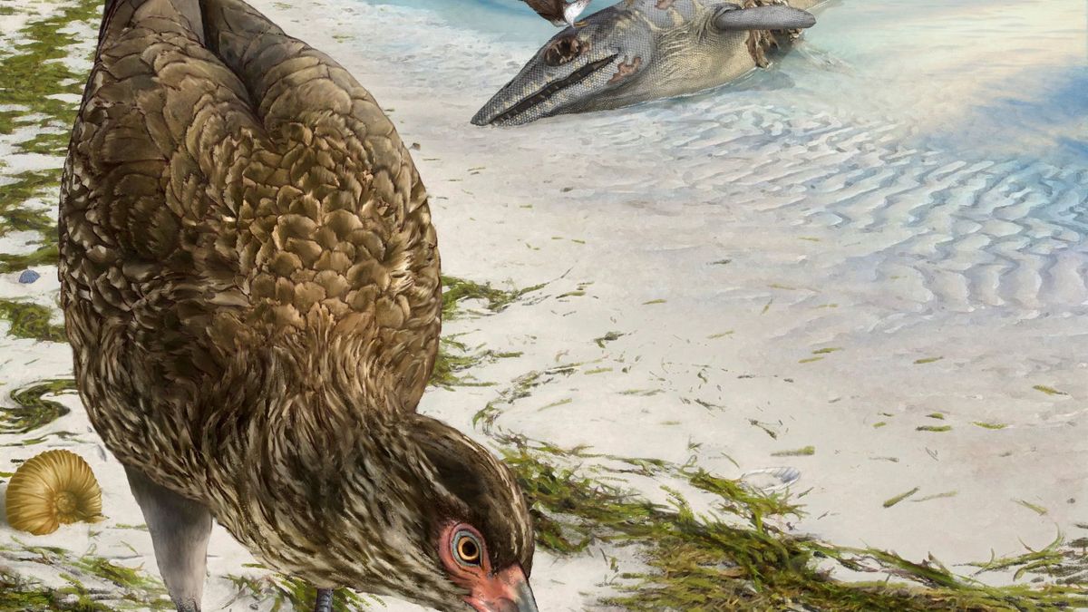 El pollo 'maravilla' sobrevivió a los dinosaurios: es el 'padre' de las aves actuales 