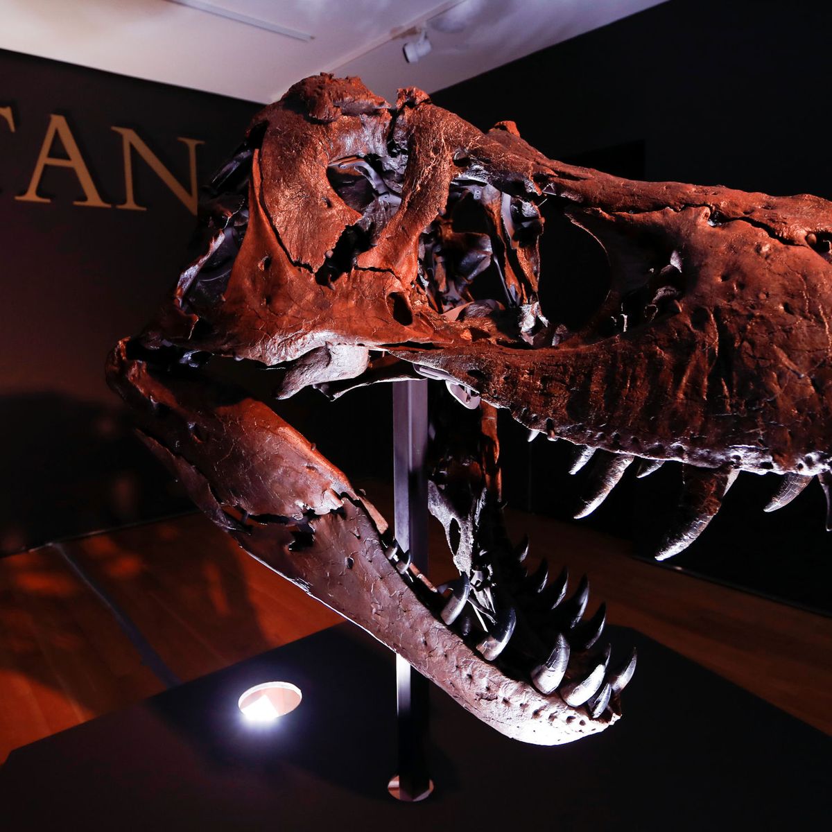 tinción barbilla psicología Un esqueleto completo de Tiranosaurio rex, a subasta