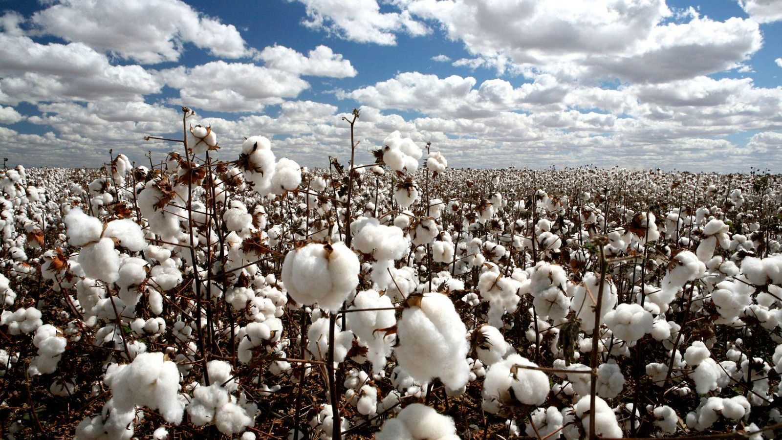 Foto: India ha pasado de importar a exportar algodón a todo el mundo gracias a la introducción de OGM
