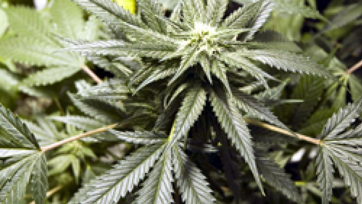 Marihuana contra el paro: aprueban su producción a gran escala en California