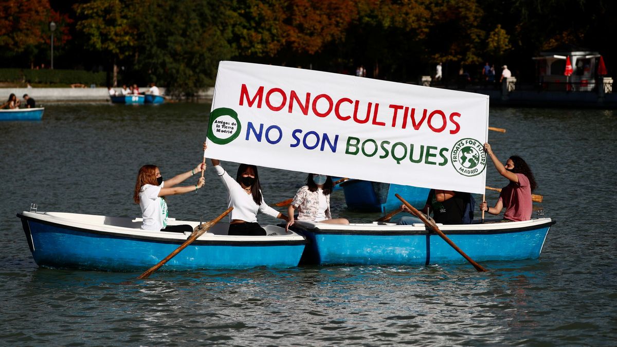 Los ecologistas denuncian la 'falsa solución' de los monocultivos forestales