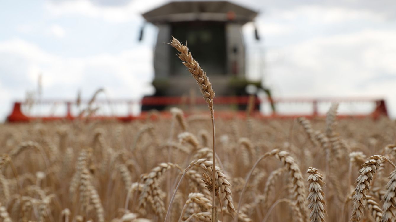 Foto: Cosecha de trigo cerca del pueblo de Hrebeni, en la región de Kiev. (Reuters/Valentyn Ogirenko)