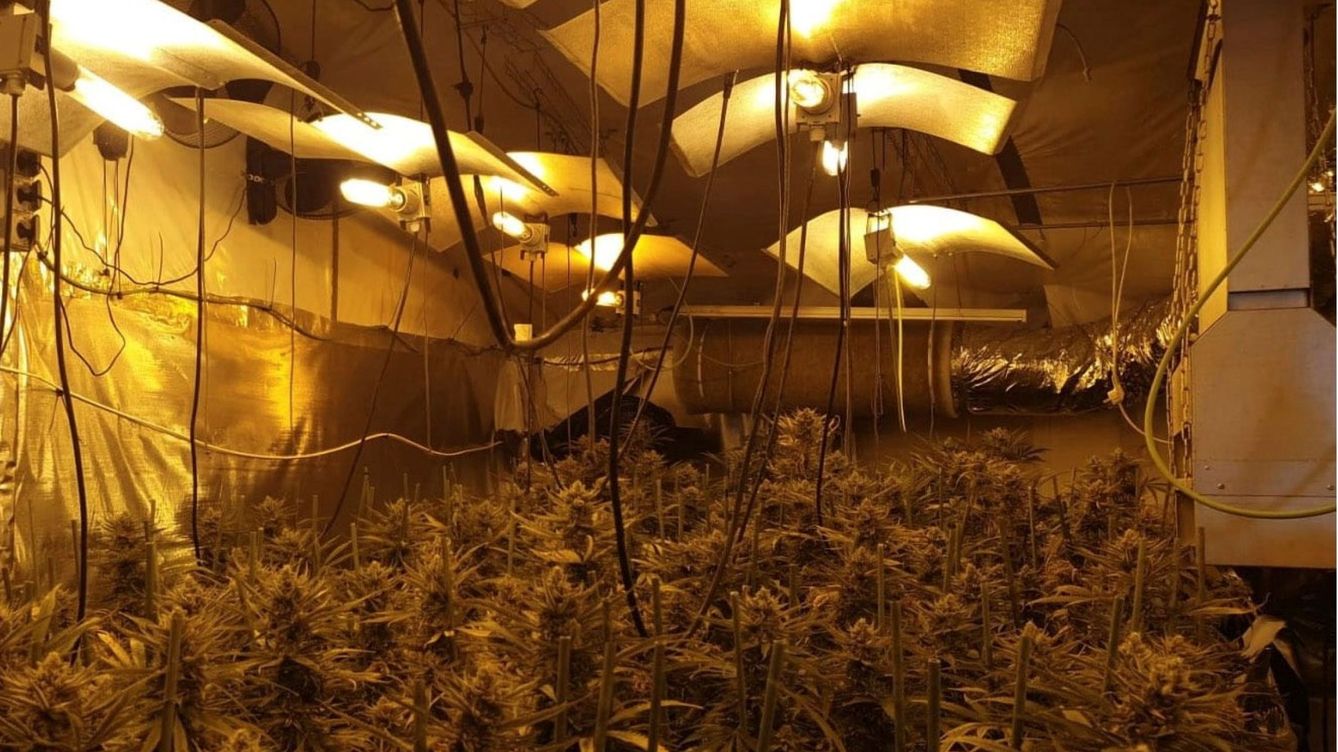 Foto: Los detenidos tenían más de 700 plantas de marihuana repartidas por varias viviendas de Almería