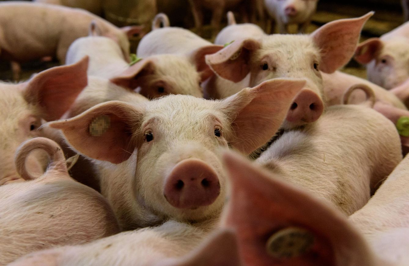 Cerdos en un cobertizo de una granja de cerdos en Berlín. (EFE/Markus Heine)