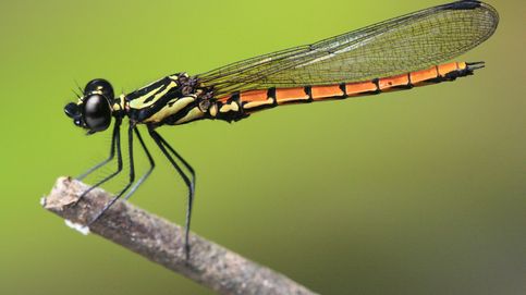 Las libélulas y el desmán ibérico en riesgo por el deterioro de los humedales
