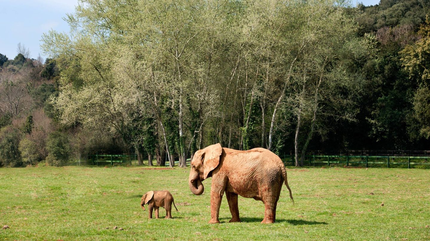 Dos elefantes africanos en el Parque de la Naturaleza de Cabárceno. (Cedida)