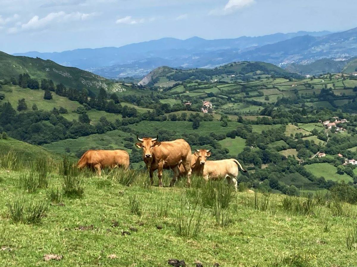 Foto: Vacas en un prado asturiano (Foto: Jose Luis Gallego)
