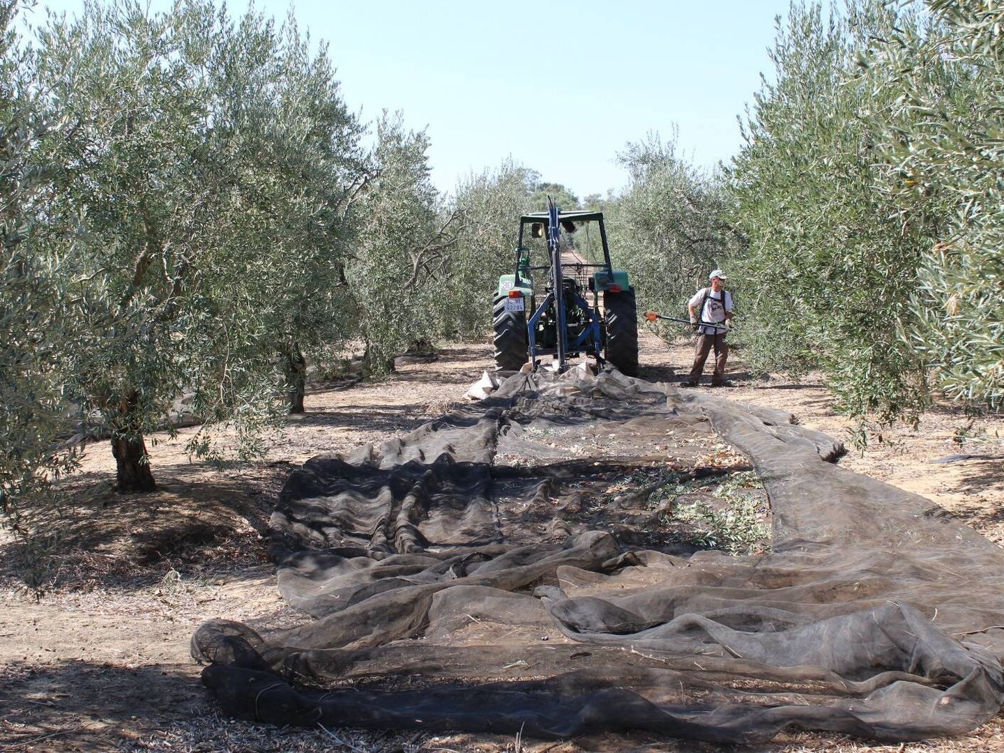Recogida de la aceituna en un olivar andaluz.