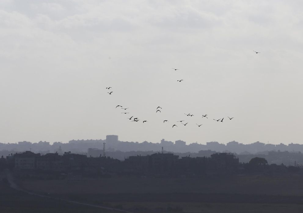 Foto: Un grupo de pájaros sobrevuela la Franja de Gaza. (Reuters)