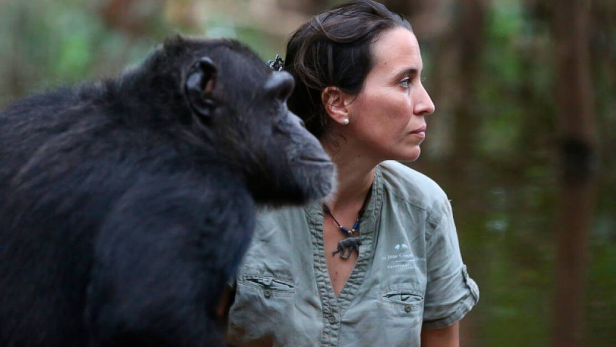 La esperanza gallega de los chimpancés del Congo