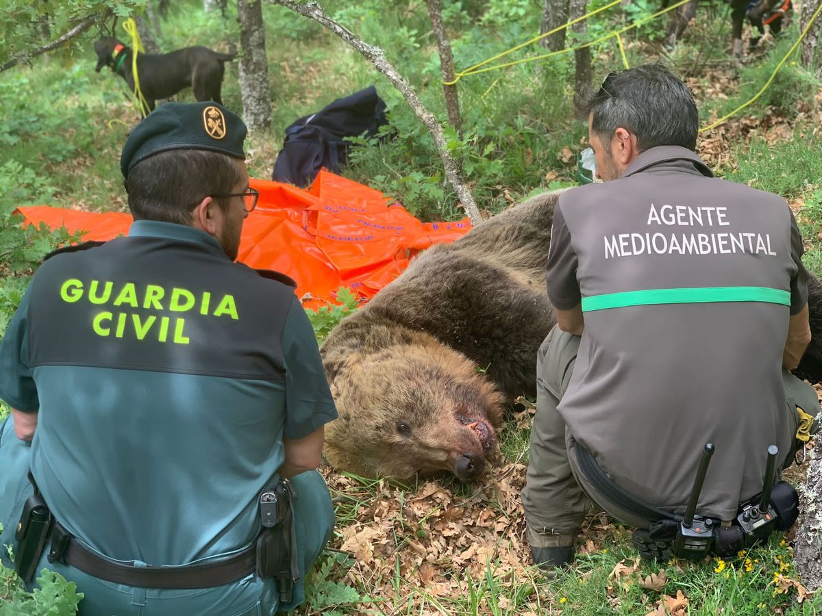 Foto: Foto de archivo de un oso fallecido en Palencia. (EFE/Junta de Castilla y León)