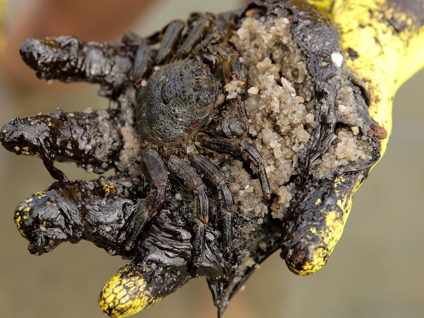 Un voluntario muestra un cangrejo atrapado en el petróleo del vertido que ha afectado una amplia zona costera de Brasil. (EFE)