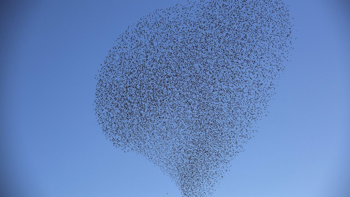 Cómo deciden las aves migratorias dónde parar a 'repostar'