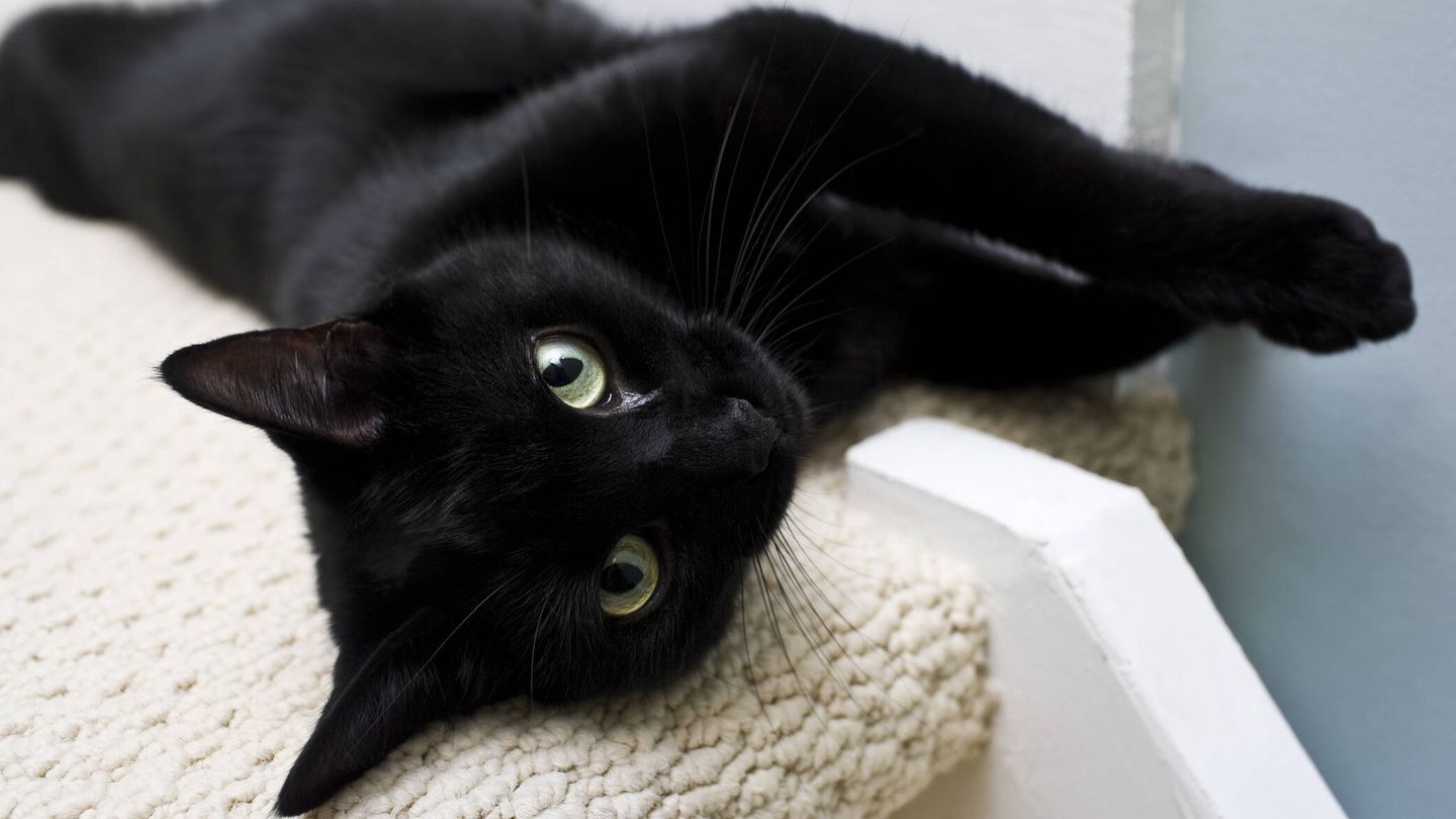 El arenero para gatos autolimpiable que se ha hecho viral: puede ahorrarte  mucho tiempo