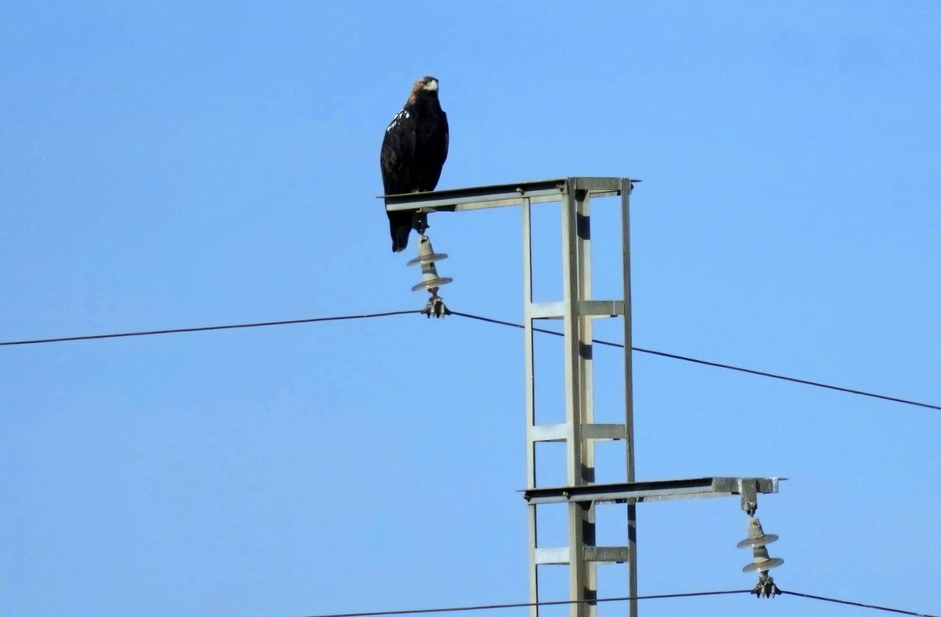 Águila imperial posada en una torre de alta tensión (SOS Tendidos Eléctricos) 