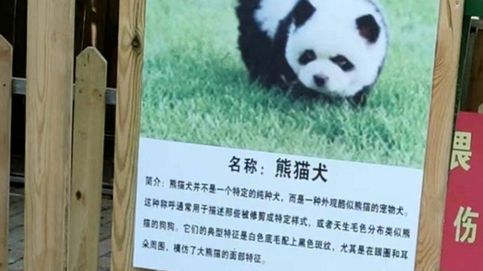 Los polémicos perros panda de un zoo de China: tiñen de blanco y negro a dos Chow Chow