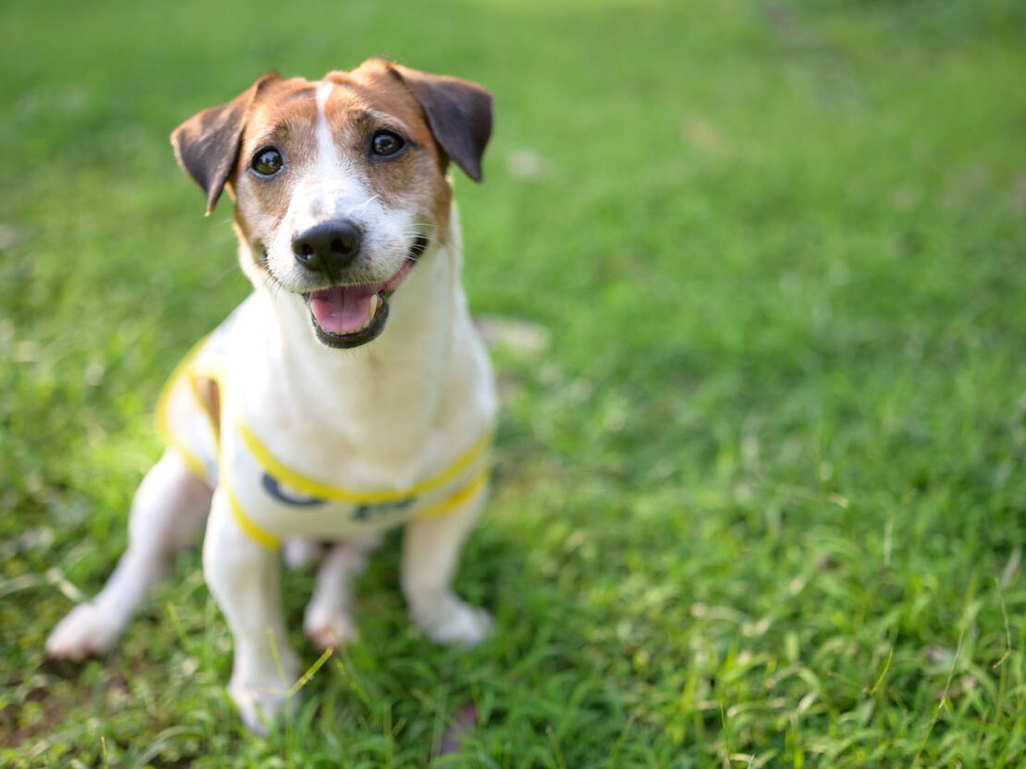 Jack Russell Terrier (iStock)